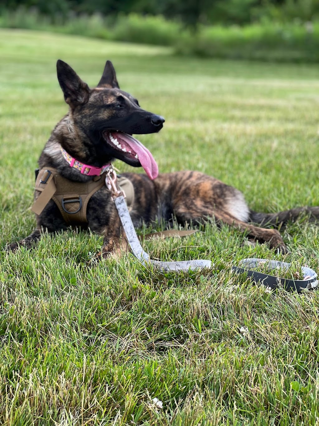 APEX Canine Training Academy, Woodstock | 380 Norwich Ave, Woodstock, ON N4S 3W3, Canada | Phone: (647) 272-6209