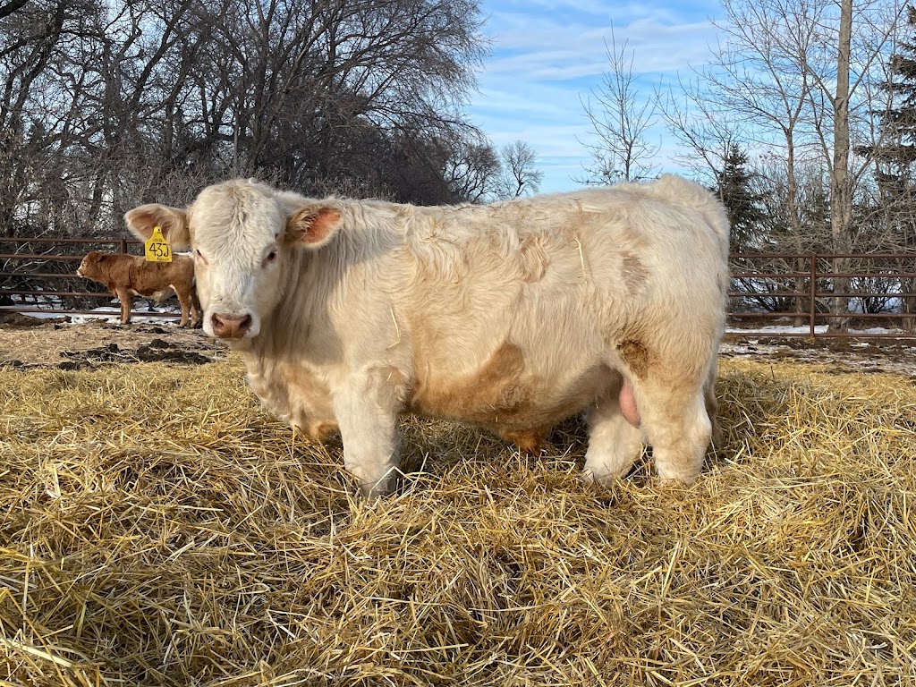 Sunshine Oak Charolais | 49°3806.3"N 98°5701.7"W, Holland, MB R0G 0X0, Canada | Phone: (204) 526-5087
