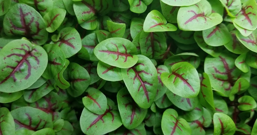 Perks Microgreens | 5872 Sycamore St, Duncan, BC V9L 3E4, Canada | Phone: (250) 216-2877