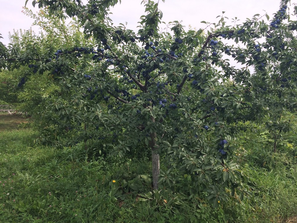 Verger Pépinière Bord-du-Lac | 1530 Chem. du Bord-du-Lac, LÎle-Bizard, QC H9E 1K3, Canada | Phone: (514) 606-3421