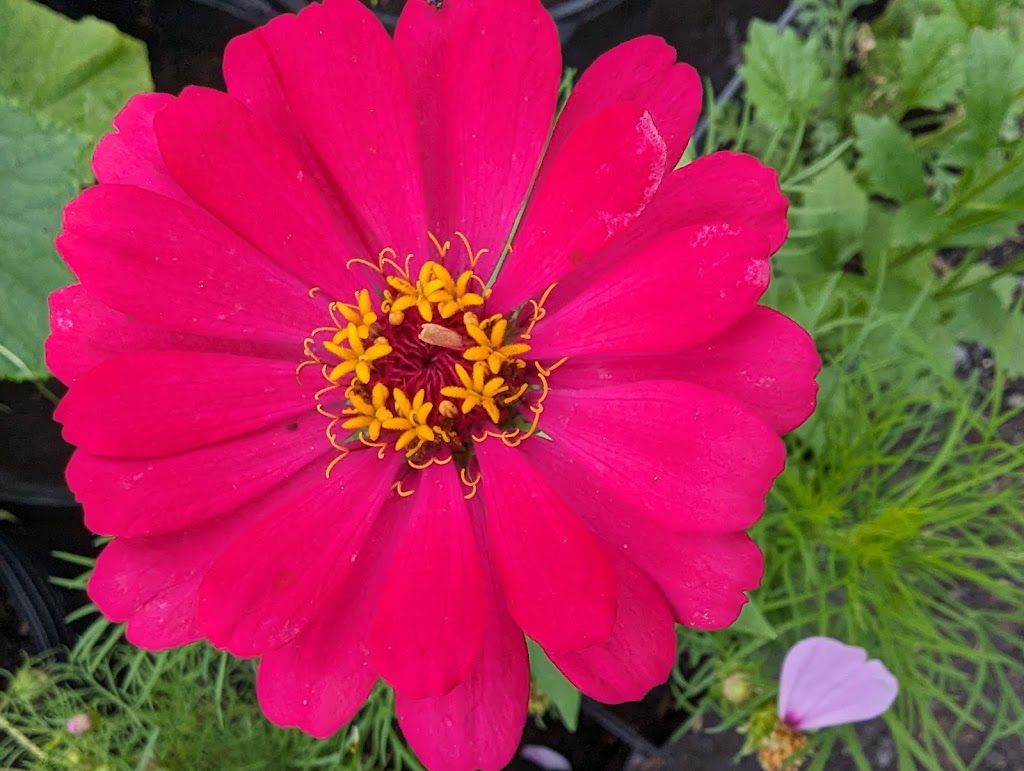 Les jardins du ruisseau sud | 2621 Rang du Ruisseau S, Saint-Ours, QC J0G 1P0, Canada | Phone: (450) 730-7932