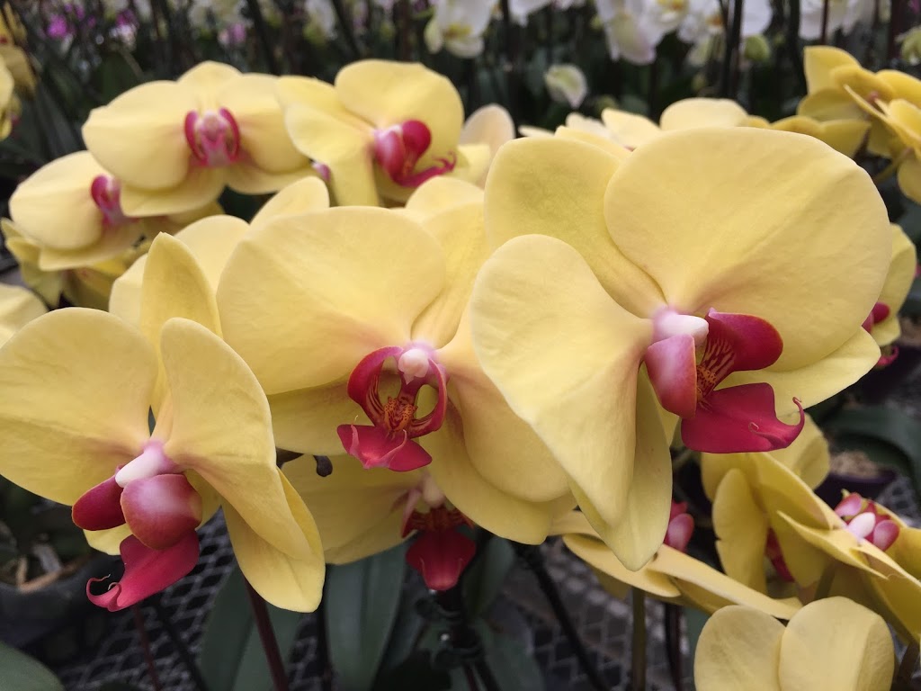 Orchid Greens | 229 Read Rd, Niagara-on-the-Lake, ON L0S 1J0, Canada | Phone: (416) 849-2213
