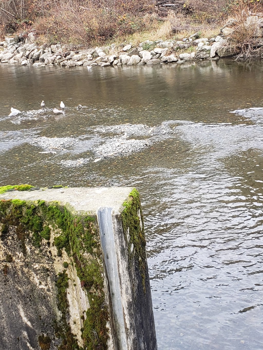 Little Qualicum River Fish Hatchery | 1391 Claymore Rd W, Qualicum Beach, BC V9K 2T6, Canada | Phone: (250) 752-3231