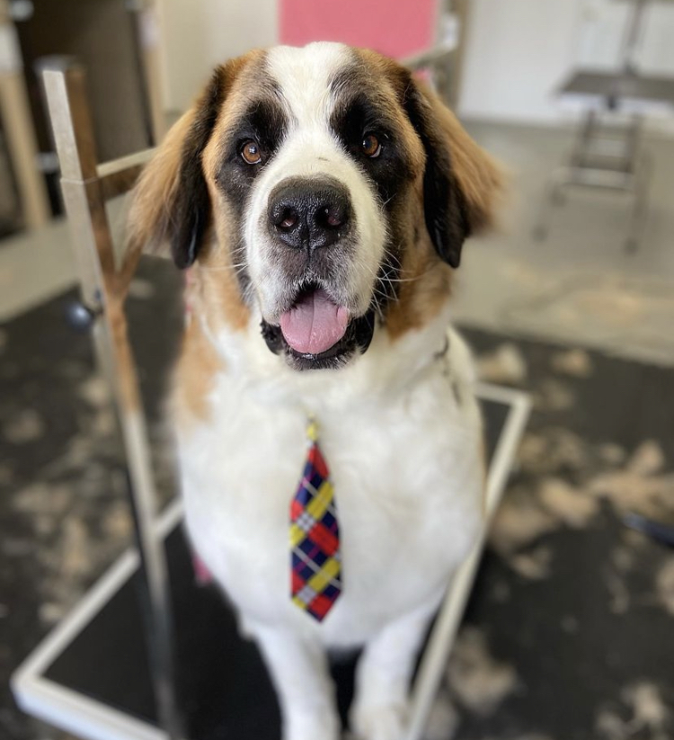 Groomer Has It | 3165 Lakefield Rd, Peterborough, ON K9J 6X5, Canada | Phone: (705) 652-0777