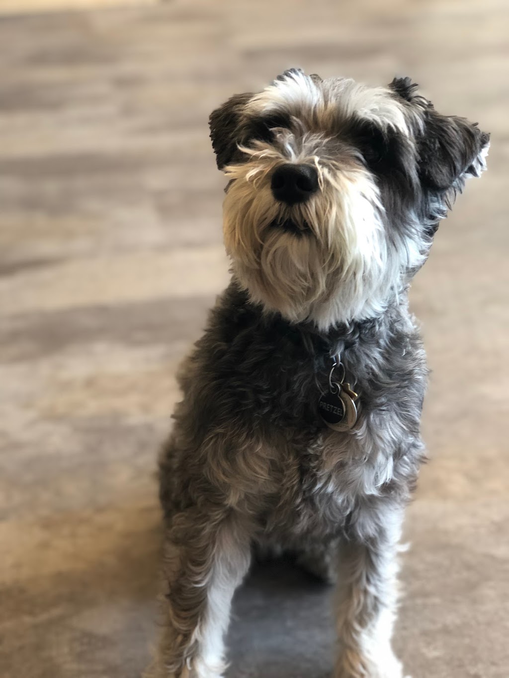 DogStar⭐️pet boutique&grooming spa | CA, 292 Eglinton Ave W, Toronto, ON M4R 1B2, Canada | Phone: (647) 797-2248