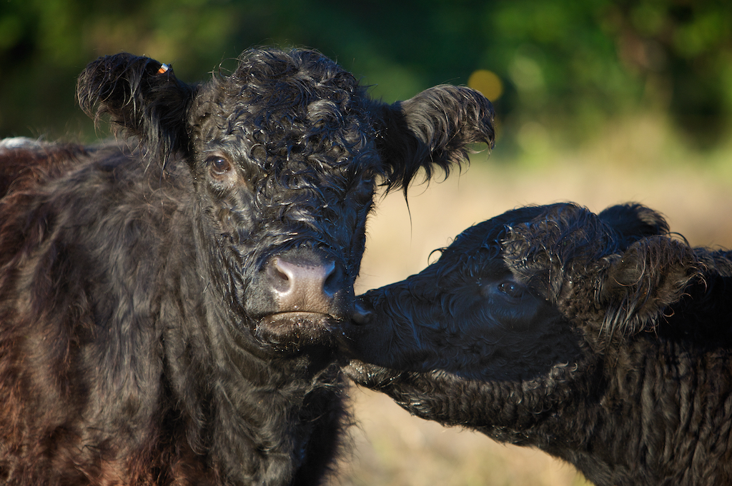Night Owl Farm | 2100 Fulford-Ganges Rd, Salt Spring Island, BC V8K 1Z7, Canada | Phone: (250) 653-9147