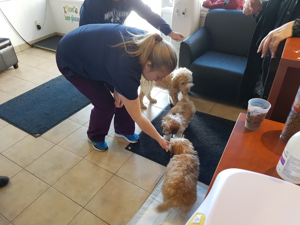 Carriage Crossing Animal Hospital | 105 Oak Park Dr Unit 3, Waterloo, ON N2K 0B3, Canada | Phone: (519) 725-1777