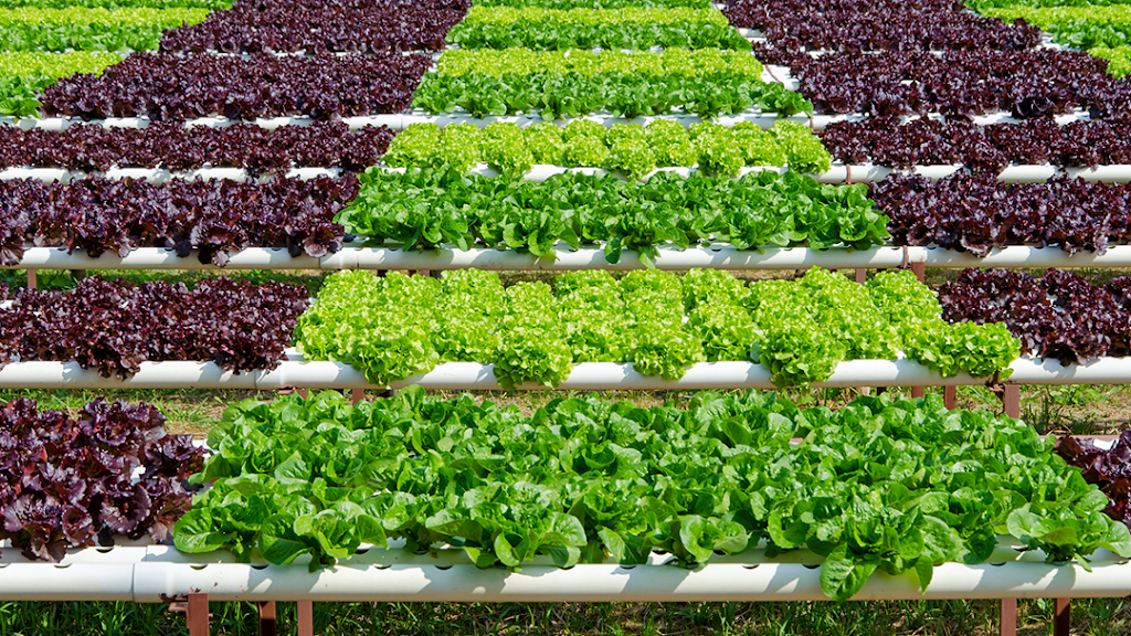 Northern Lights Gardening | 4159 Hannegan Rd, Bellingham, WA 98226, USA | Phone: (360) 715-8585