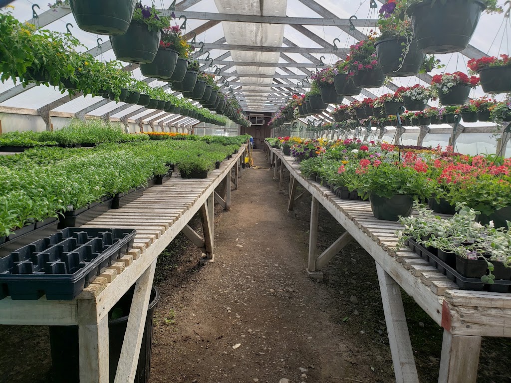 Anderton Nursery | 2012 Anderton Rd, Comox, BC V9M 4B1, Canada | Phone: (250) 339-4726