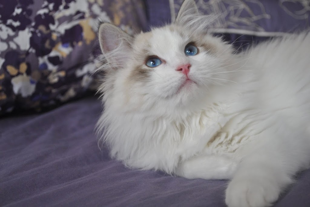 Crazy Cat Lady Cat Sitter | Birch Bear Run, Halifax, NS B3Z 4B8, Canada | Phone: (902) 414-2063