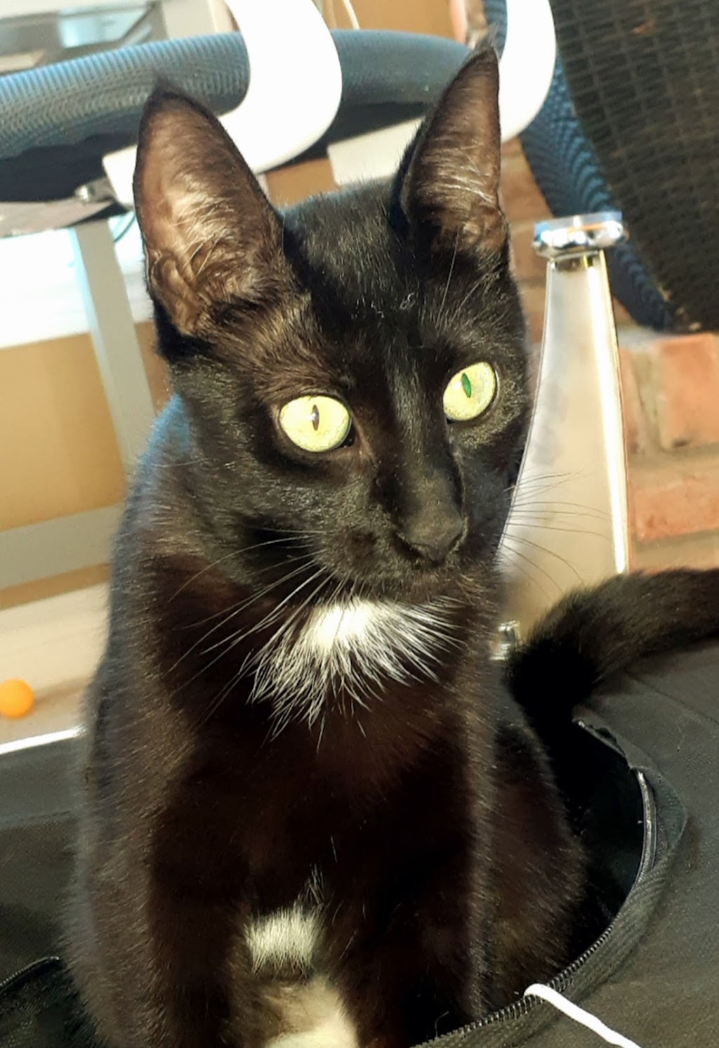 Paws Lodge Cattery | Blue Water Pkwy, Selkirk, ON N0A 1P0, Canada | Phone: (289) 284-1245