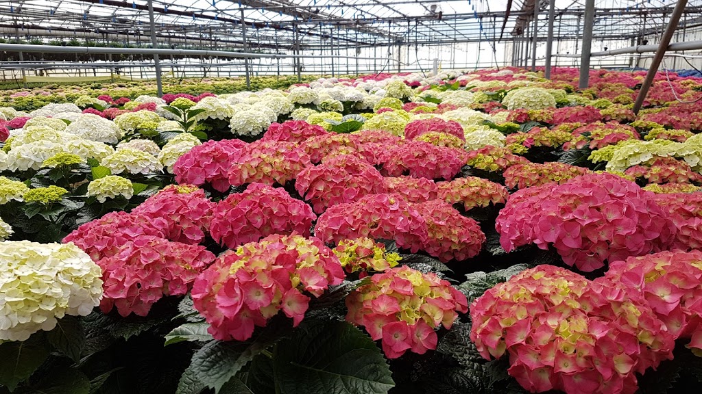 Vermeers Garden Centre & Flower Shop | 684 S Pelham Rd, Welland, ON L3C 3C8, Canada | Phone: (905) 735-5744