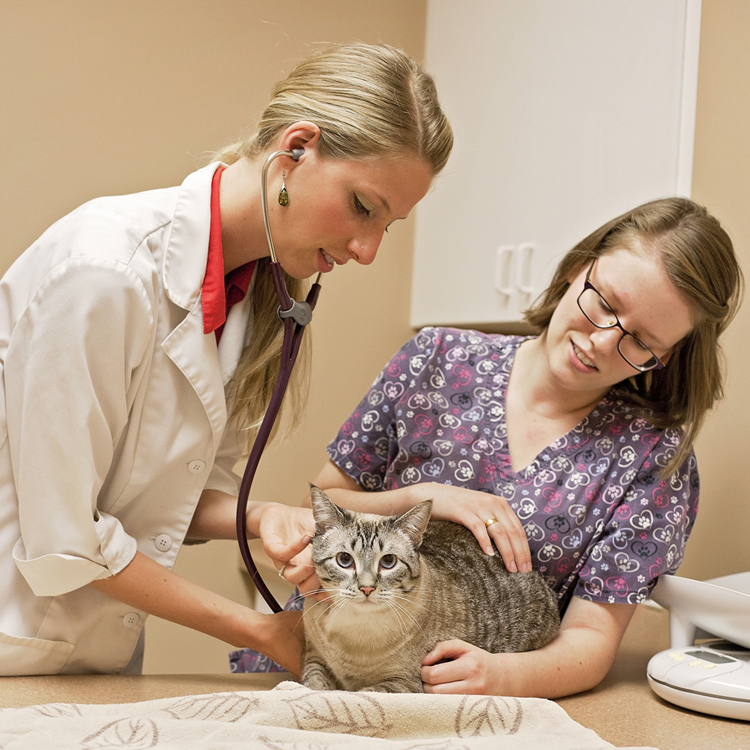 Oceanside Animal Hospital | 145 Memorial Ave, Parksville, BC V9P 1K7, Canada | Phone: (250) 248-0008