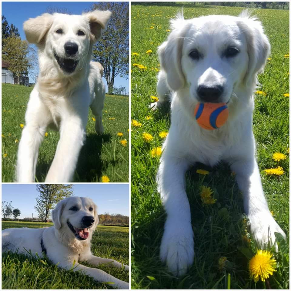 Balanced K9 Living | 623577 North Town Line W, Ingersoll, ON N5C 3J6, Canada | Phone: (519) 788-4701