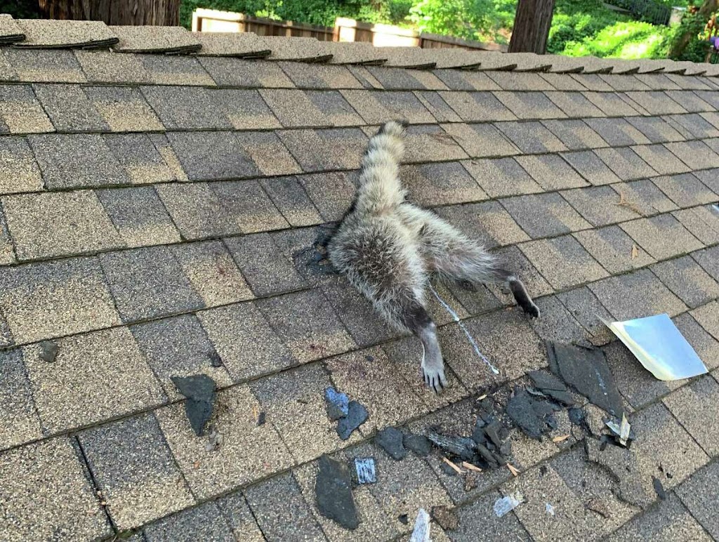 Freedom Wildlife Animal Removal Services | 33 Robinson St, Hamilton, ON L8P 1Y8, Canada | Phone: (905) 741-1195