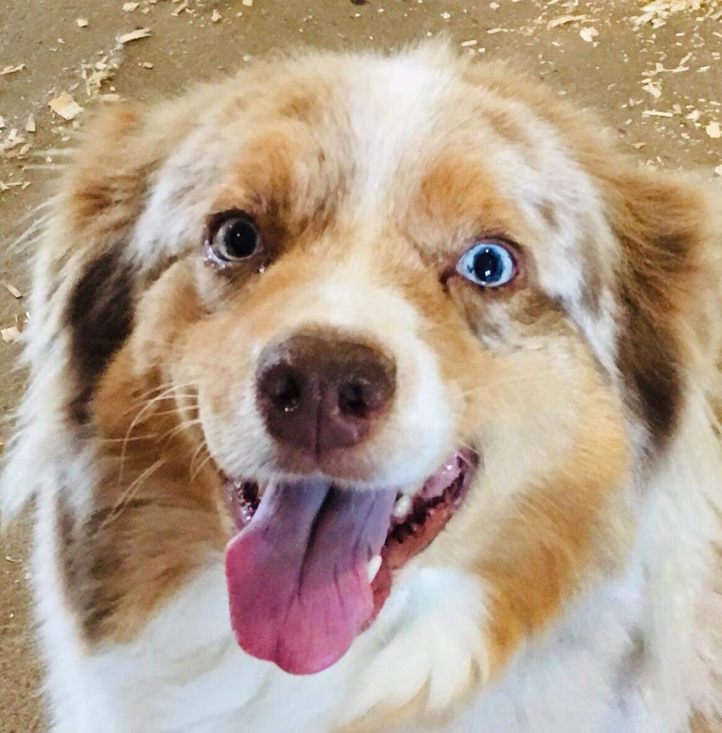 HHC kennels | County Rd, 21 Murphy Rd #6541, Alliston, ON L9R 1V2, Canada | Phone: (705) 424-2423