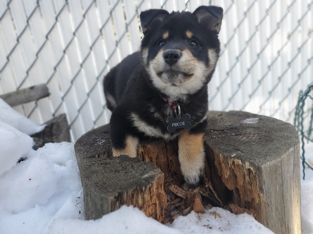 Cintara Kennels | Carvel, AB T0E 0H0, Canada | Phone: (780) 968-2500
