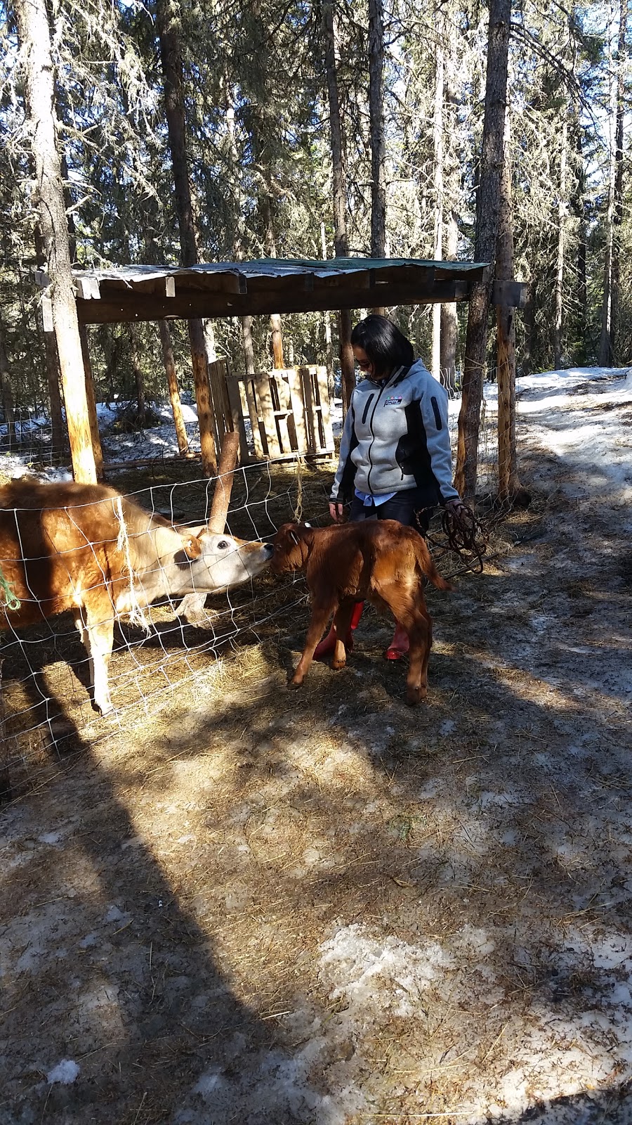 Domaine la ptite campagne | 395 Chemin Principal, Saint-Hilarion, QC G0A 3V0, Canada | Phone: (418) 633-5903