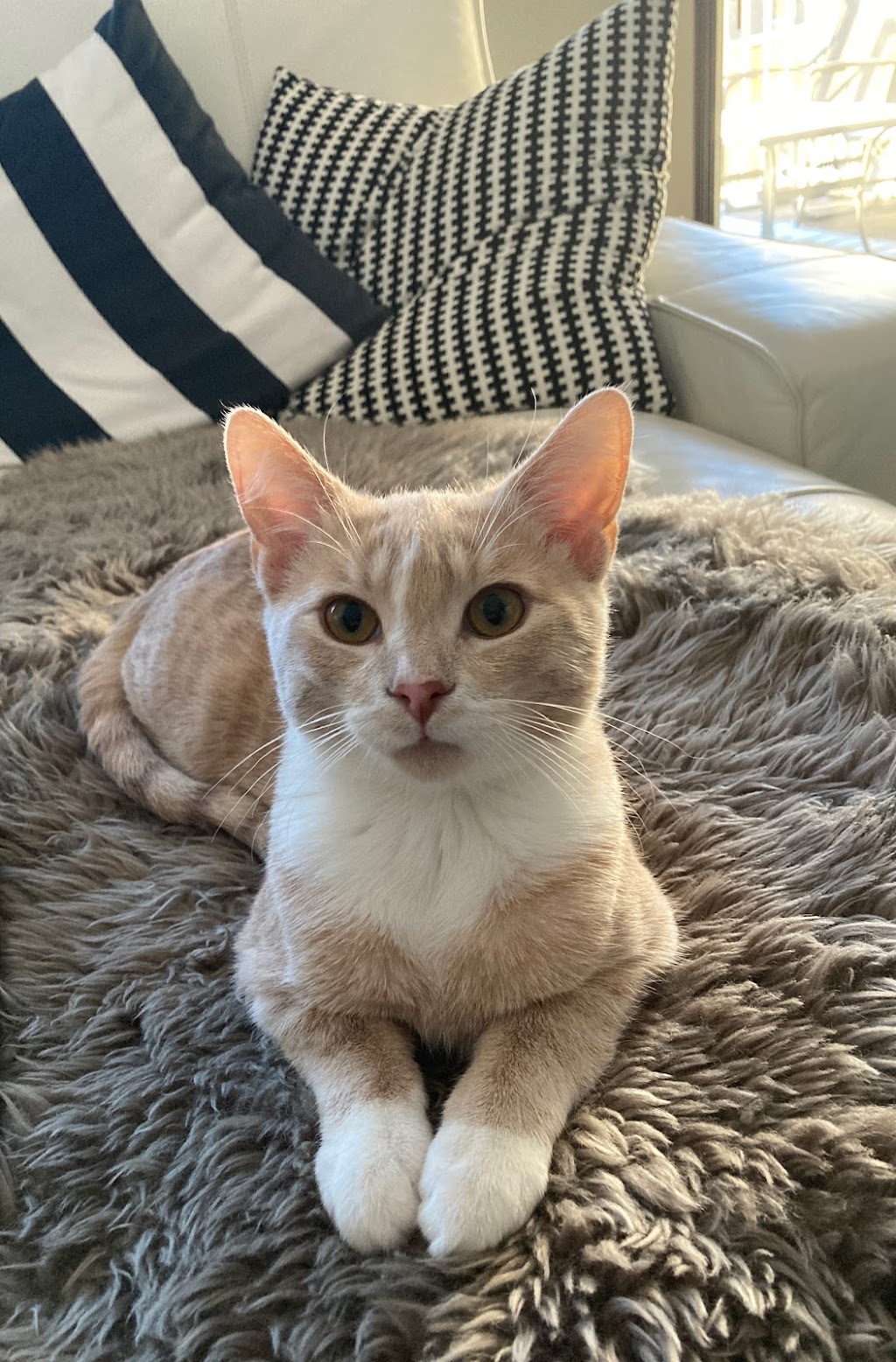 Sanctuary Veterinary Hospital | #236, 241 Sage Valley Common, Northwest, Calgary, AB T3R 1T8, Canada | Phone: (403) 295-0305