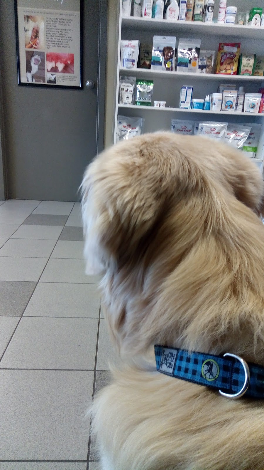 Pickering Animal Hospital | 1450 Kingston Rd, Pickering, ON L1V 1C1, Canada | Phone: (905) 420-1734