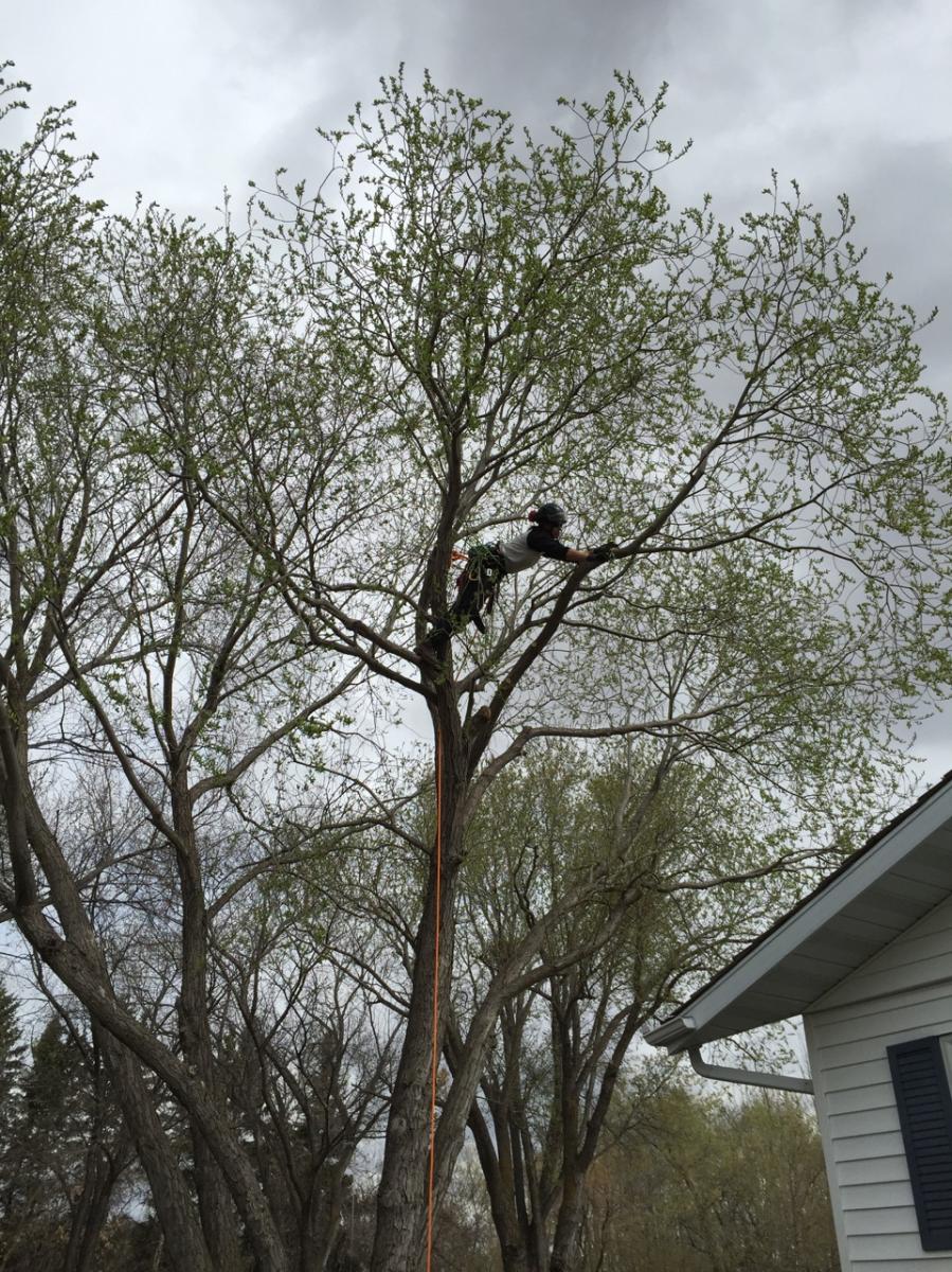 Branches Tree Care | Box 896, Bon Accord, AB T0A 0K0, Canada | Phone: (780) 721-9161